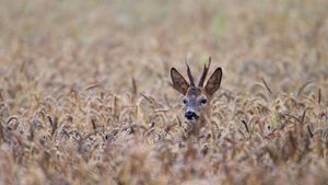 Roe deer buck, Schleswig-Holstein, Germany (© Helge Schulz/Minden Pictures)(Bing Australia)
