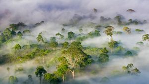 ｢ダヌムバレー保護地域｣マレーシア, サバ州 (© Steve Bloom Images/Alamy)(Bing Japan)