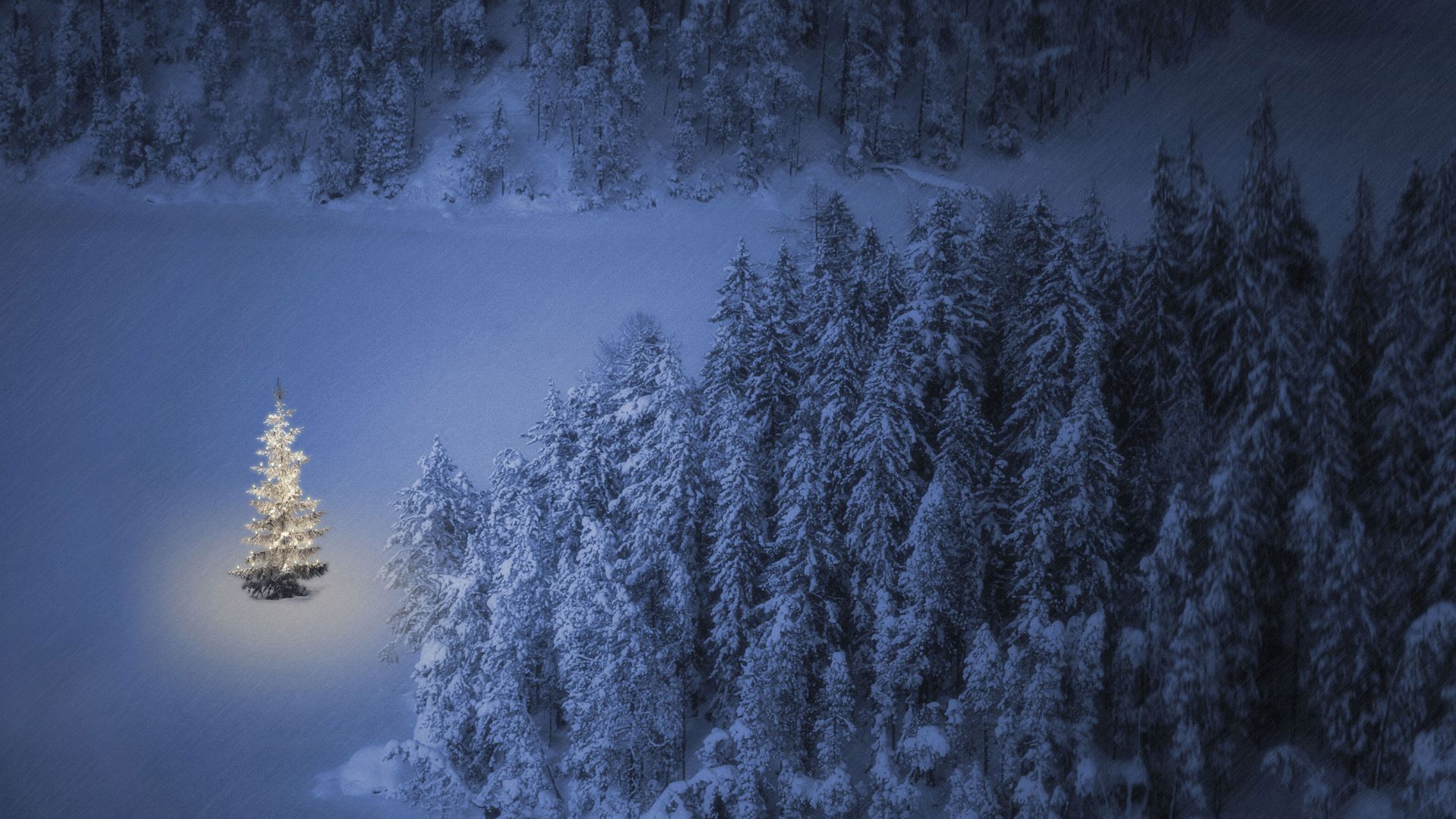 Christmas tree at Weissensee, a small lake near Ehrwald in Tyrol, Austria