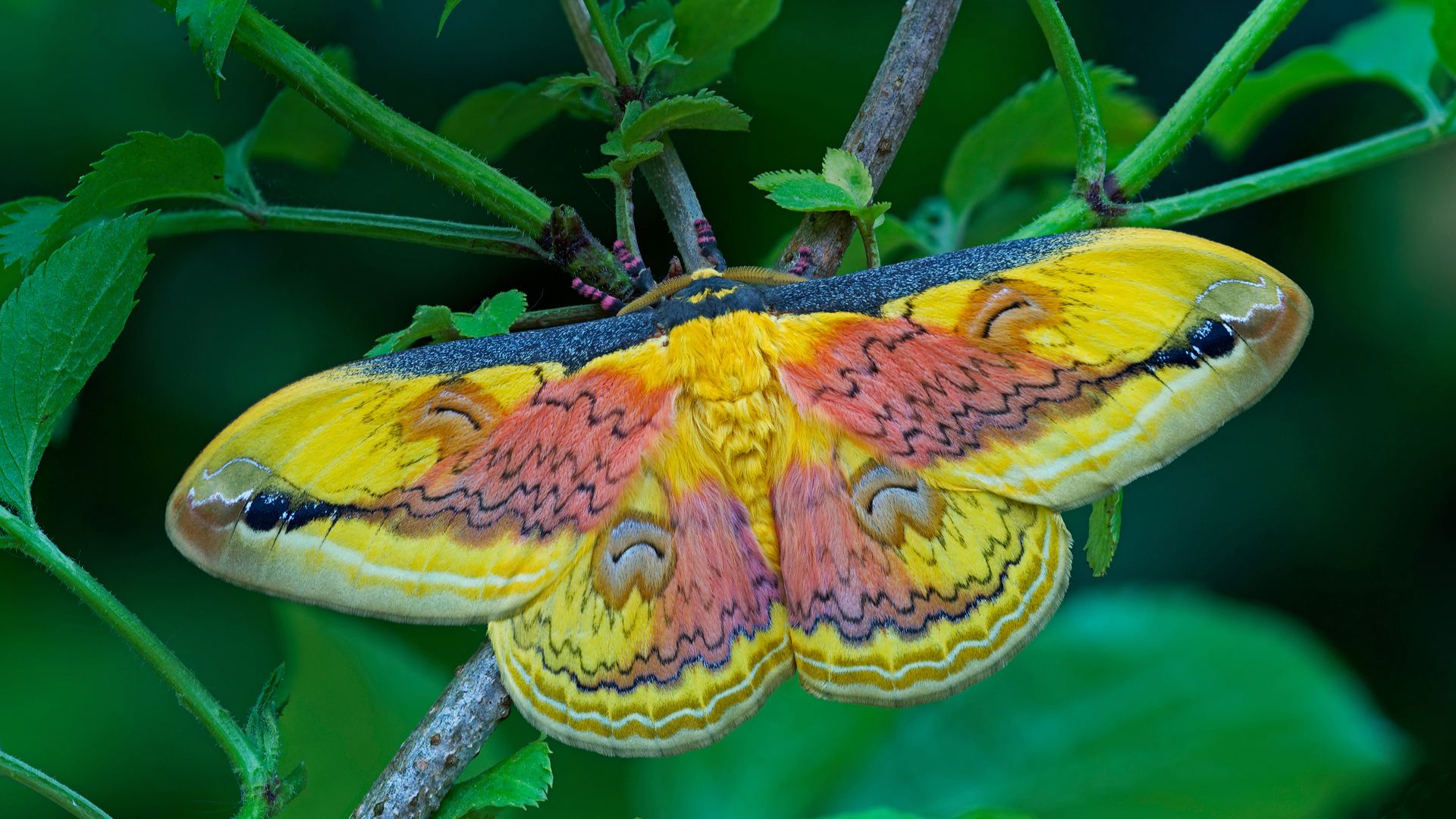 A Loepa oberthuri moth