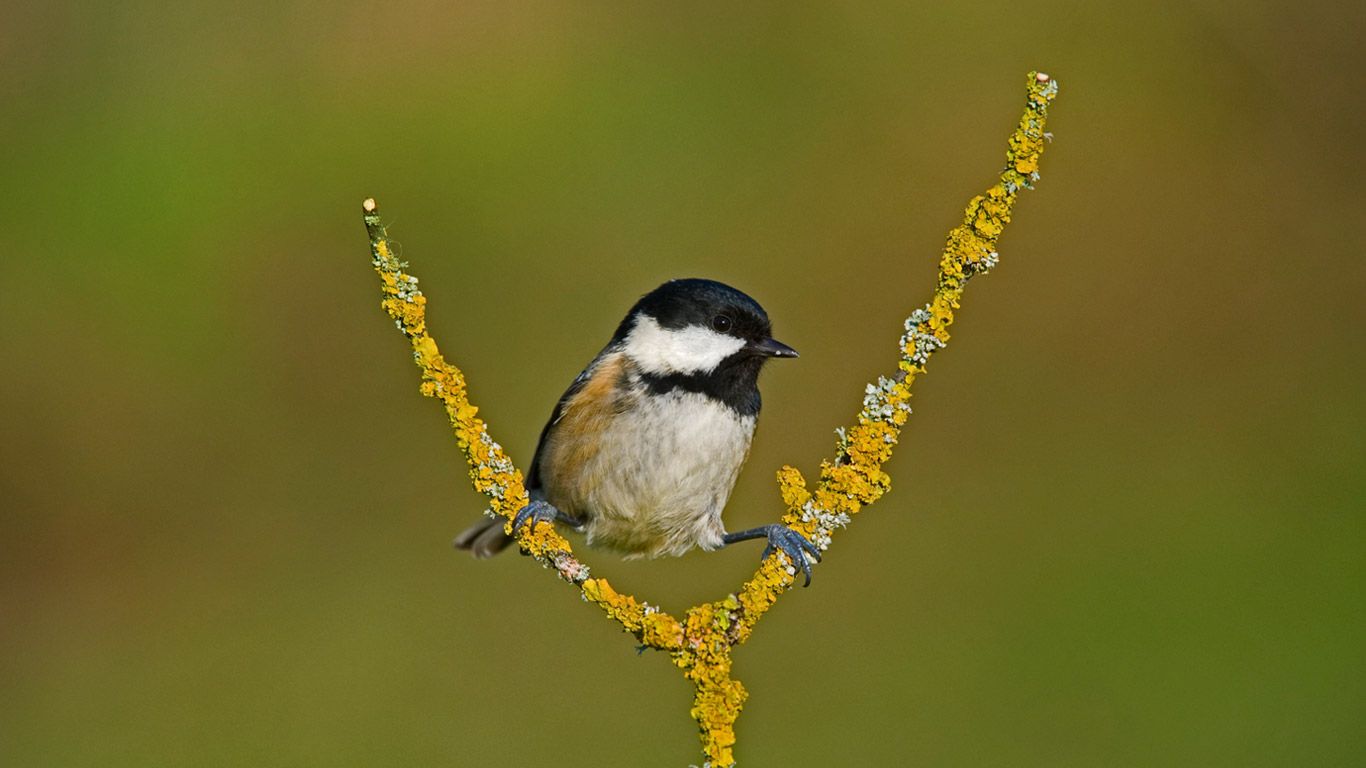 A coal tit taking a break