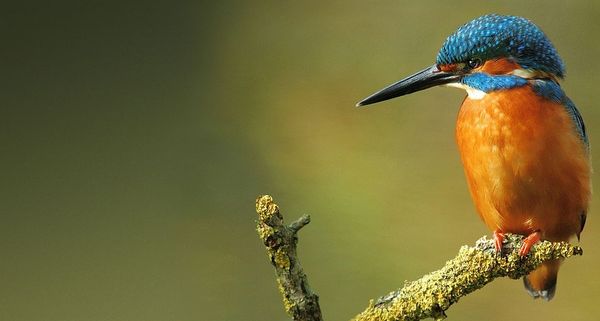 Kingfisher popping out of the water with his catch in his bill