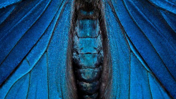 Detail of a painted beauty butterfly, Yasuni National Park, Amazon, Ecuador