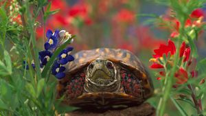 Western box turtle (© Tim Fitzharris/Minden Pictures)(Bing Canada)