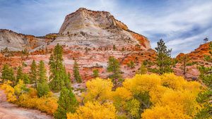 锡安国家公园的秋色，犹他州 (© pabradyphoto/Getty Images)(Bing China)