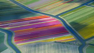 荷兰Duin- en Bollenstreek地区的郁金香田 (© Frans Sellies/Getty Images)(Bing China)