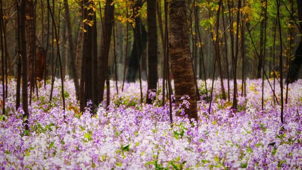Forest with flowering plants, Beijing, China