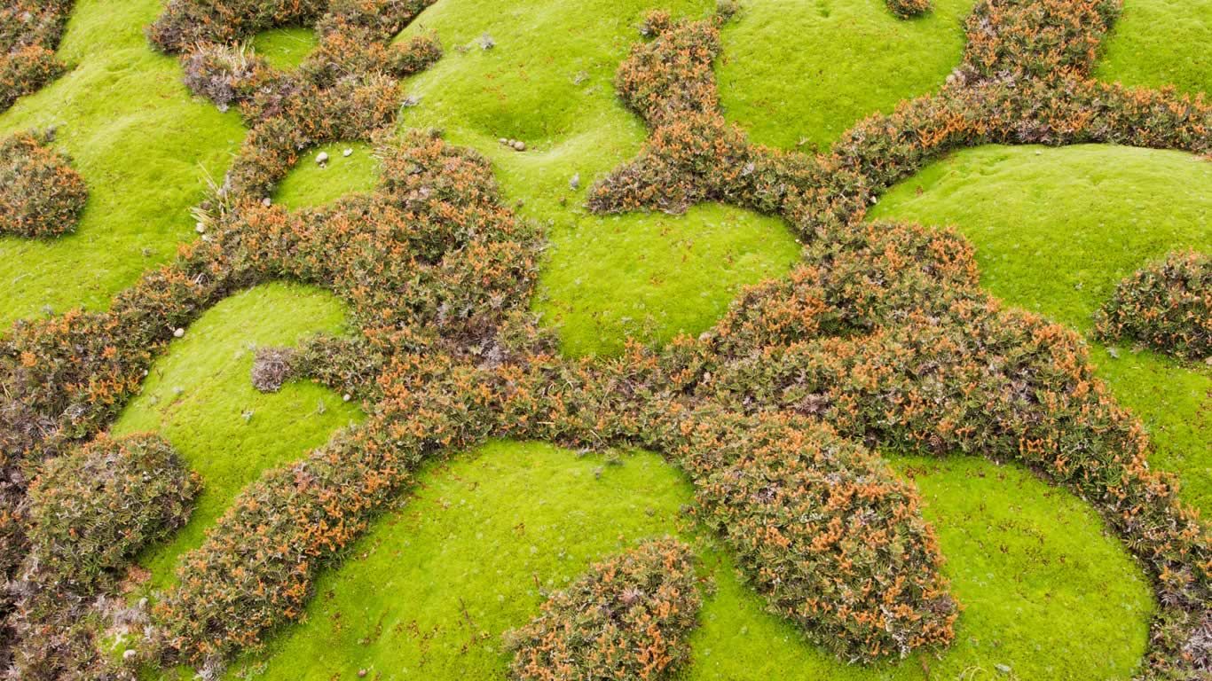 Cushion plants and ferns in Walls of Jerusalem National Park, Tasmania, Australia