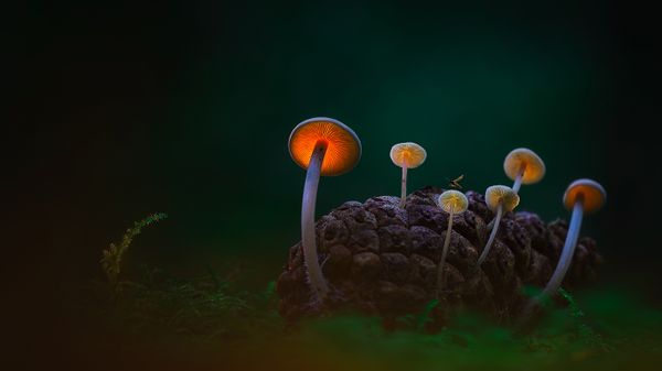 Mushrooms in the Dark Dunes near Den Helder, Netherlands
