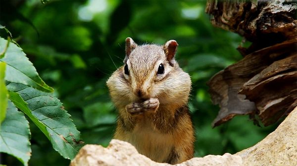 ｢ヒマワリの種を食べるエゾシマリス｣北海道