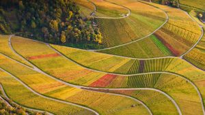 ｢ローゼンベルクのワイン畑｣ドイツ, バーデン＝ヴュルテンベルク州 (© Werner Dieterich/plainpicture)(Bing Japan)
