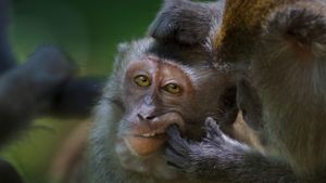 Macaque crabier, Parc national de Bako, Malaisie (© Anup Shah/Minden Pictures)(Bing France)