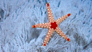 塞舌尔群岛附近软珊瑚树中的一颗薄荷海星，塞舌尔 (© Norbert Wu/Minden Pictures)(Bing China)