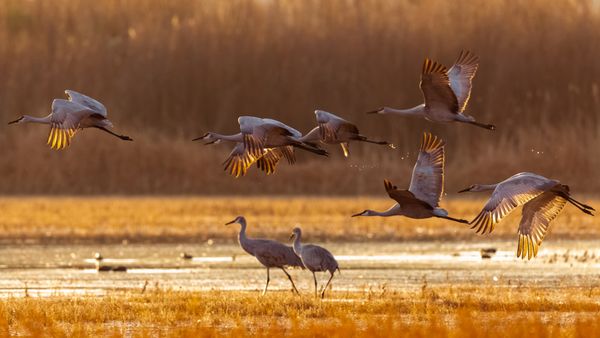 Sandhill cranes, Bosque del Apache National Wildlife Refuge, New Mexico, USA