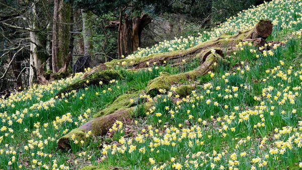 Daffodils in Dora’s Field, Rydal, Lake District