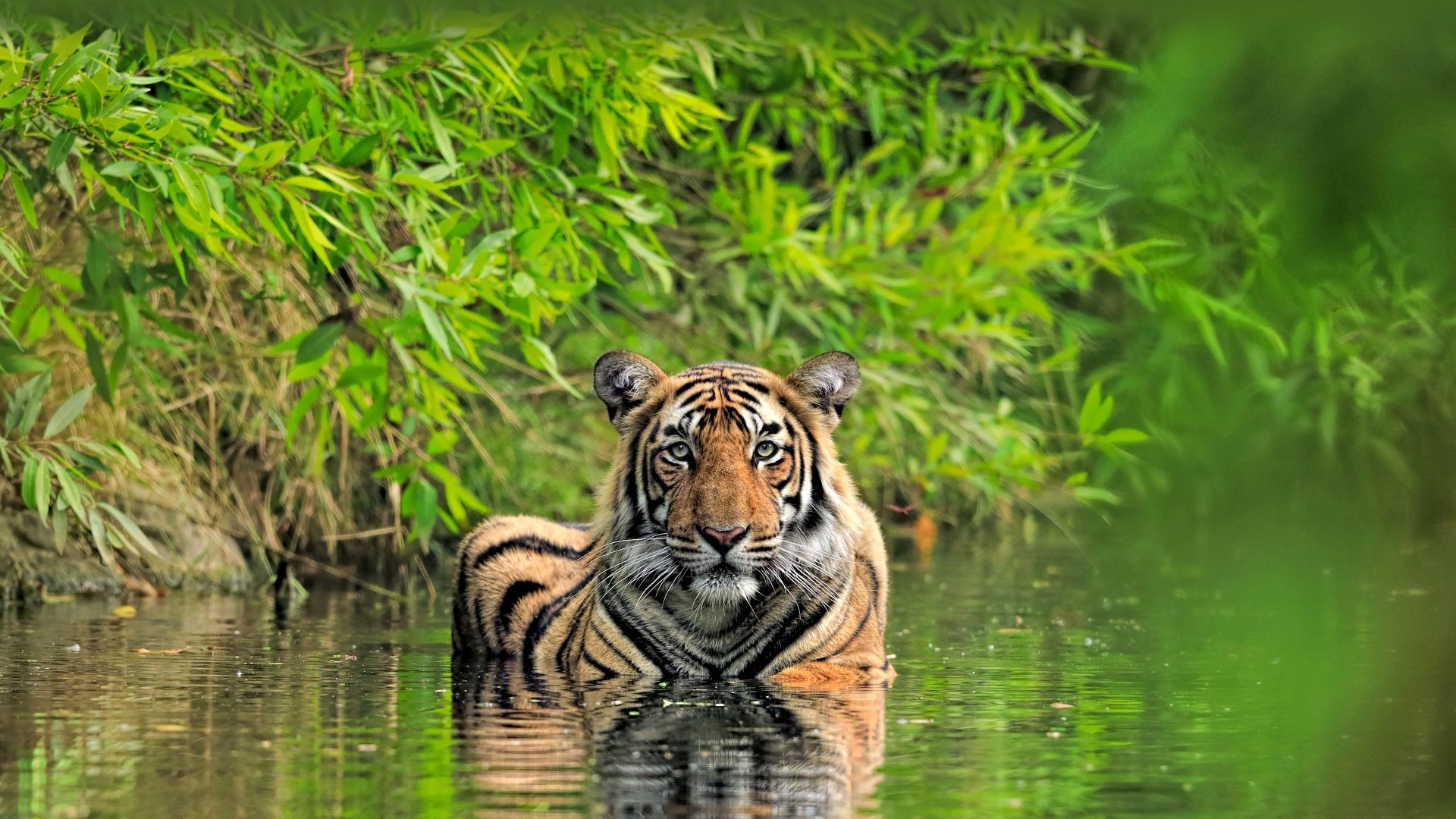Bengal tiger, Ranthambore National Park, India