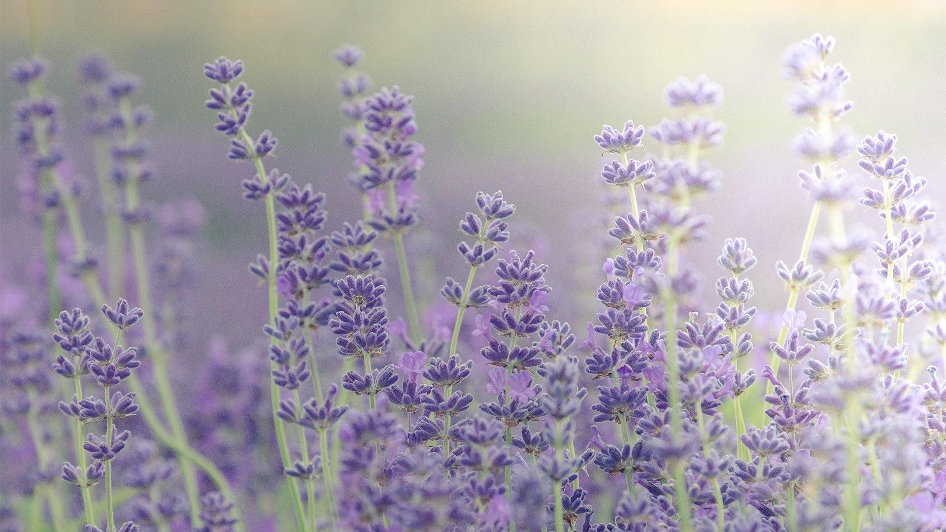 Lavender fields at lavender farm, Islip, Chipping Norton, Oxfordshire