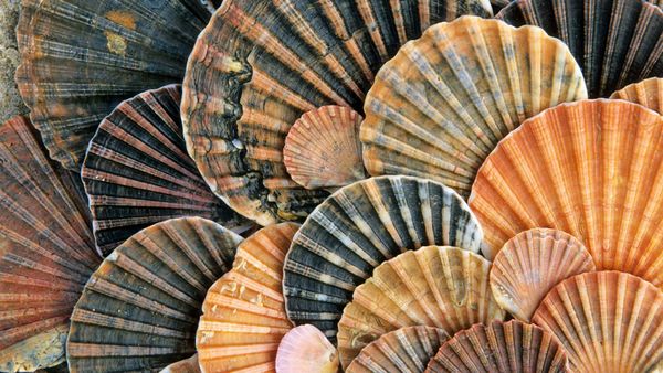 Conchas de Santiago, Parque Nacional de Doñana, Andalucía, España