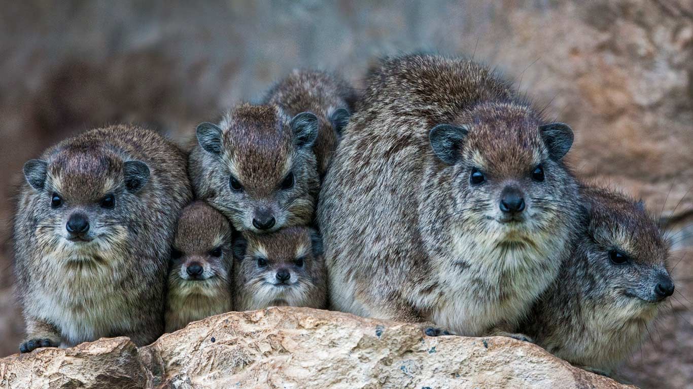 Bush hyrax colony in the Mara North Conservancy, Kenya