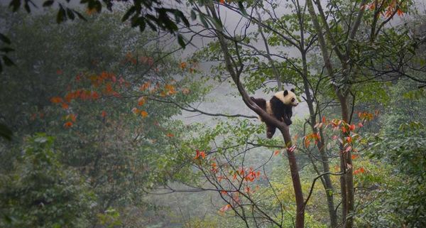 Giant panda cub playing in tree in Ya'an, China