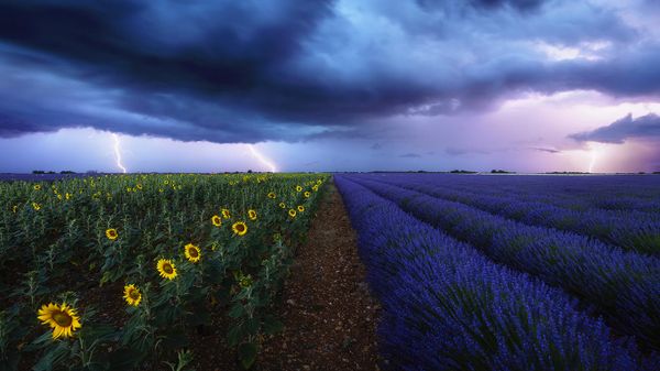 Lavender and sunflower fields under a stormy sky in Provence, France