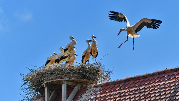 Weißstörche im Aischgrund bei Gerhardshofen, Bayern, Deutschland