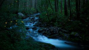 グレート・スモーキー山脈国立公園の森に舞う蛍, 米国 テネシー州 (© Floris Van Bruegel/Minden Pictures)(Bing Japan)
