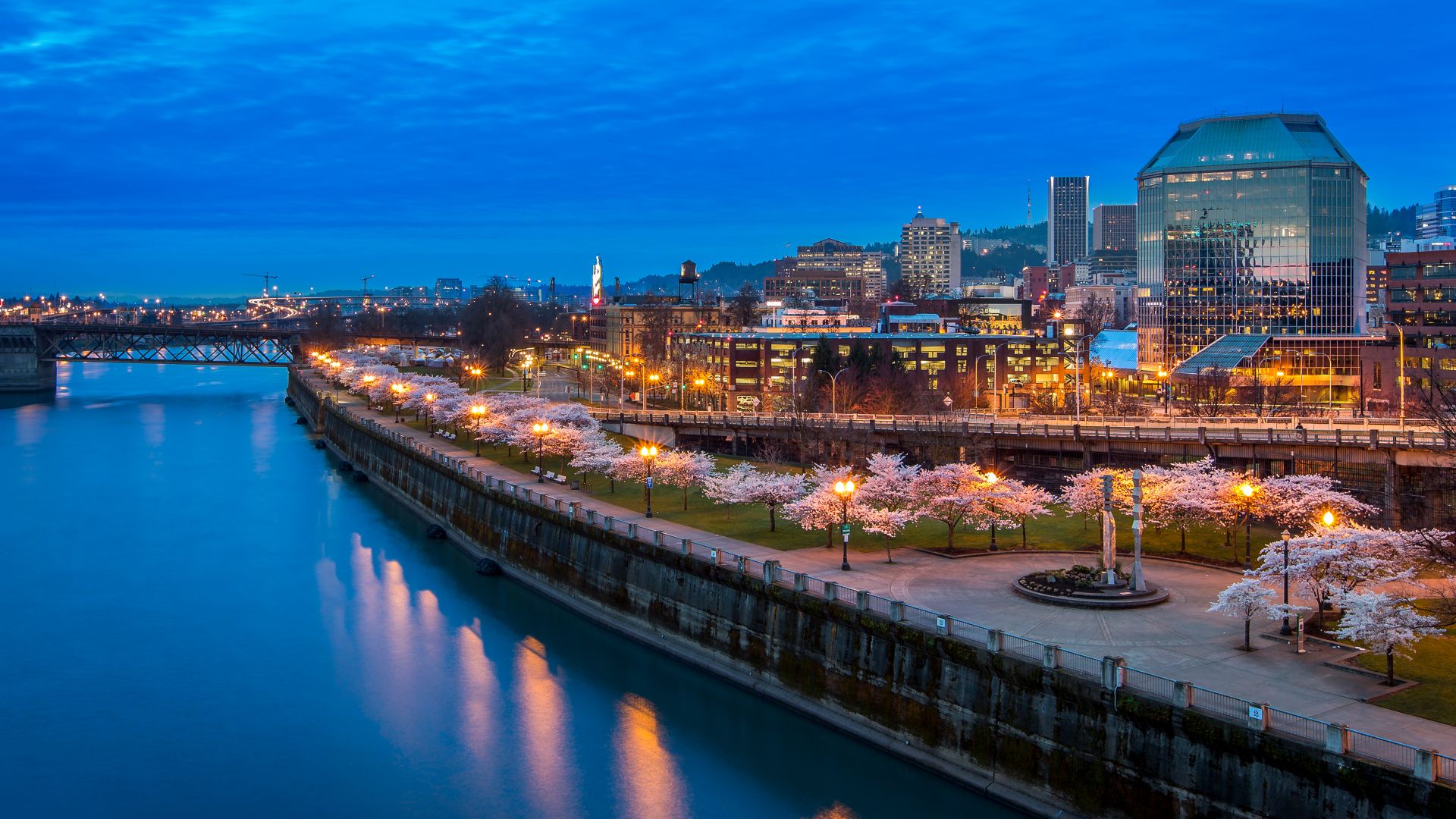 Cherry blossoms at Tom McCall Waterfront Park, Portland, Oregon, USA