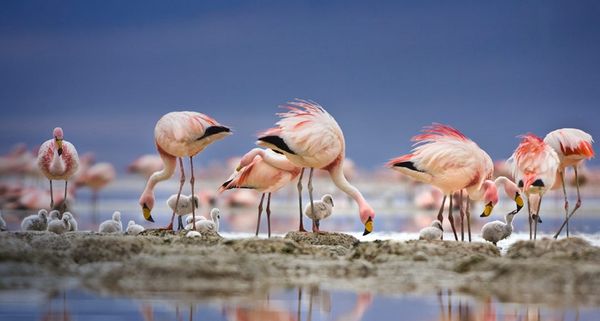 James' flamingos on islet in Laguna Colorada, Bolivia
