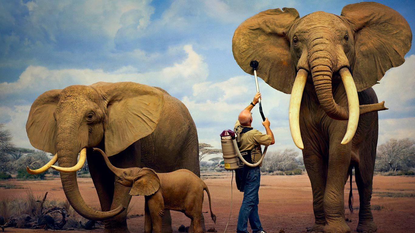 Cleaning the elephant models at the Natural History Museum of Los Angeles County, California