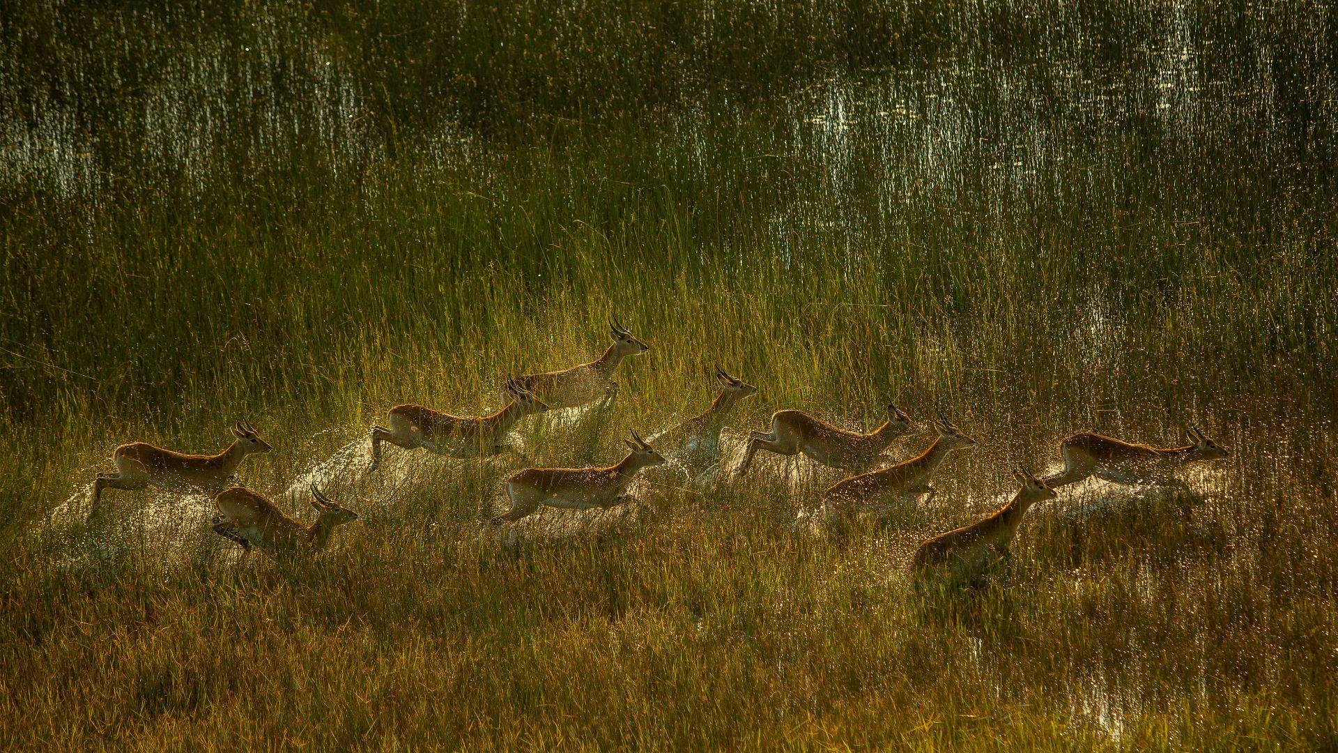 Red lechwe herd crossing marshy plain of Okavango Delta, Botswana