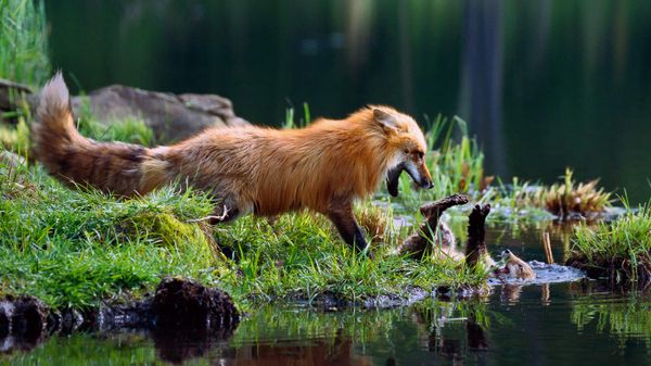 Red fox mother play-fighting with kit