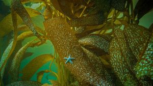 Ochre sea star on kelp off the coast of California (© Ralph Pace/Minden Pictures)(Bing New Zealand)