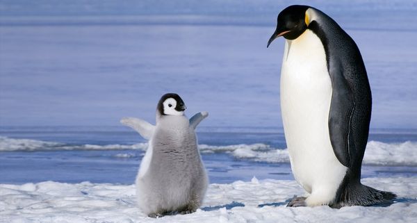 Young emperor penguin (Aptenoytes forsteri) chick and adult, Snow Hill Island, Weddell Sea, Antarctica