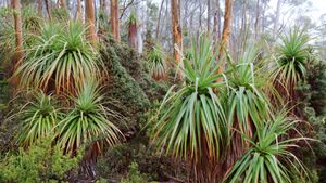 Tasmanischer Schnee-Eukalyptus und Pandani-Pflanzen in der Nähe des Lake Dobson, Mount-Field-Nationalpark, Tasmanien, Australien (© Whitworth Images/Getty Images)(Bing Deutschland)