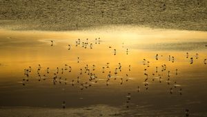 Lesser flamingo flock at sunrise, Lake Magadi, Kenya (© Denis-Huot/Nature Picture Library)(Bing United States)