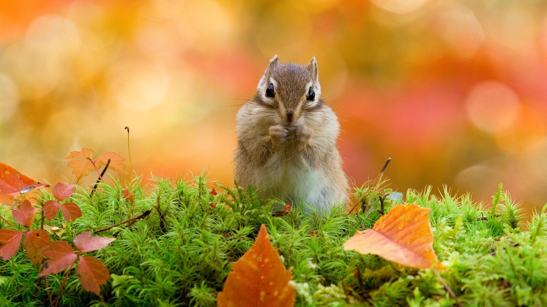 A Siberian chipmunk, Hokkaido, Japan