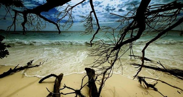 BeachBranches