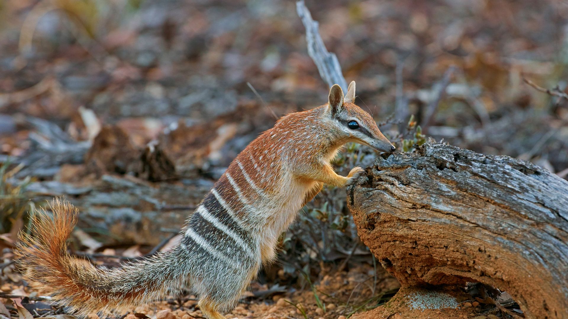 Female numbat, Brookton, Western Australia, Australia