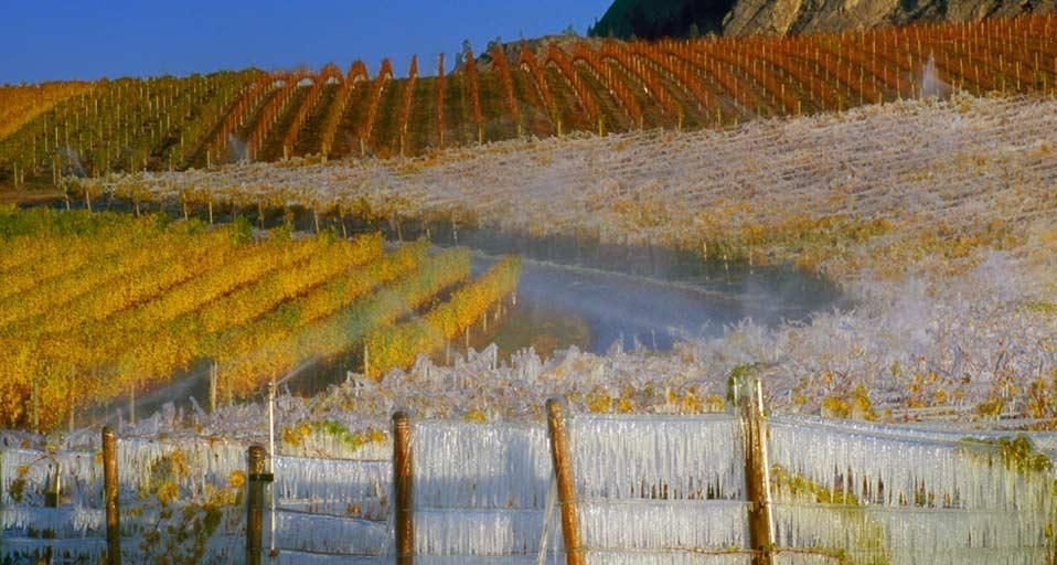 IceWineHarvest