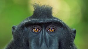 印度尼西亚苏拉威西岛唐可可国家公园的成年雄性黑冠猕猴 (© Anup Shah/Corbis)(Bing China)