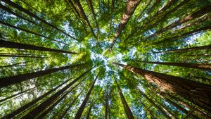 Cielo entre pinos (© Synoptics/Getty Images)(Bing España)