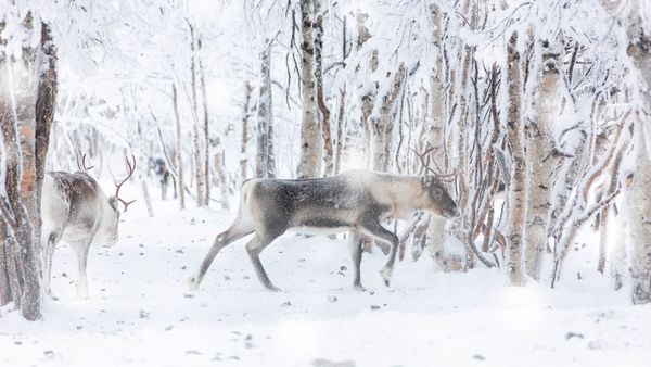 Renne durante una nevicata invernale, Lapponia, Finlandia