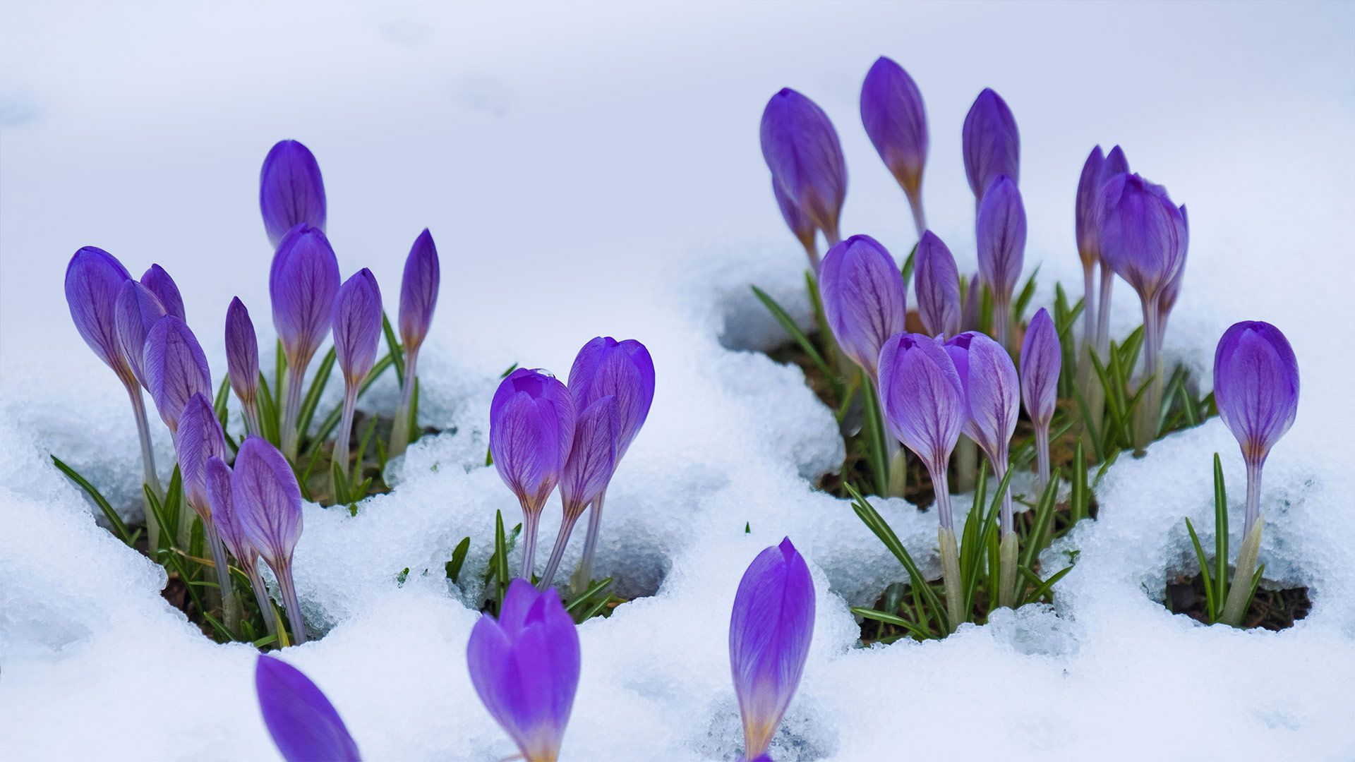 Crocus flowers