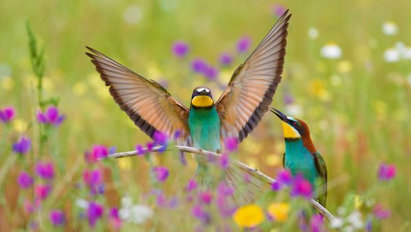 European bee-eaters in the Extremadura region of Spain