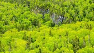 Spring forest, Gros Morne National Park, Newfoundland and Labrador (© Don Johnston EC/Alamy Stock Photo)(Bing Canada)