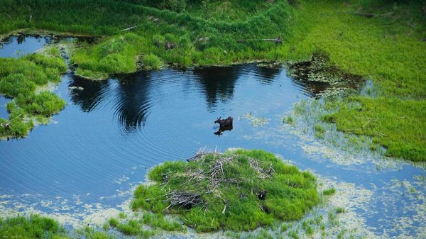 A moose walks through a small pond in northern Alberta, Canada