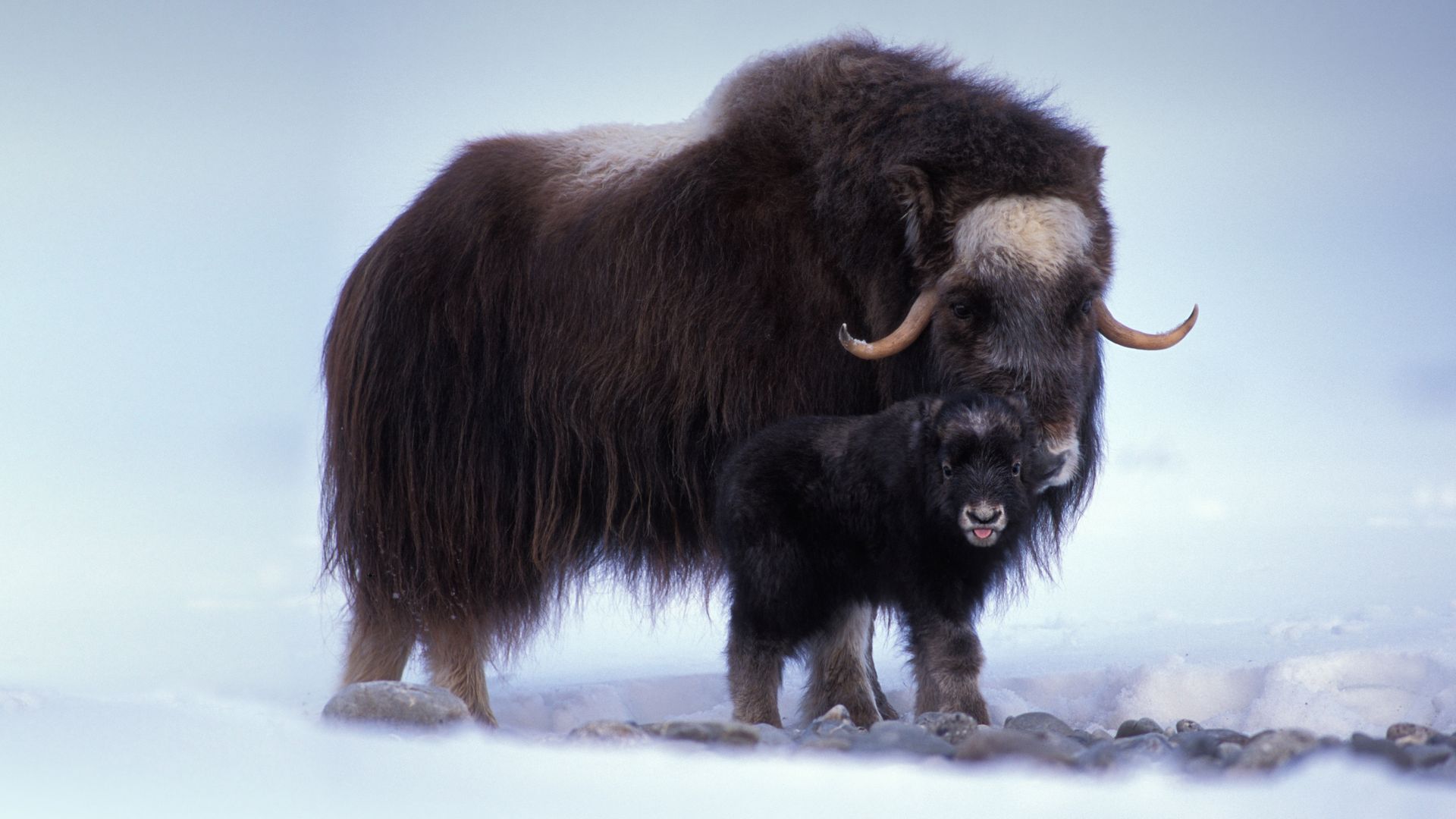 Muskox with newborn in the central Arctic coastal plain in Alaska, USA