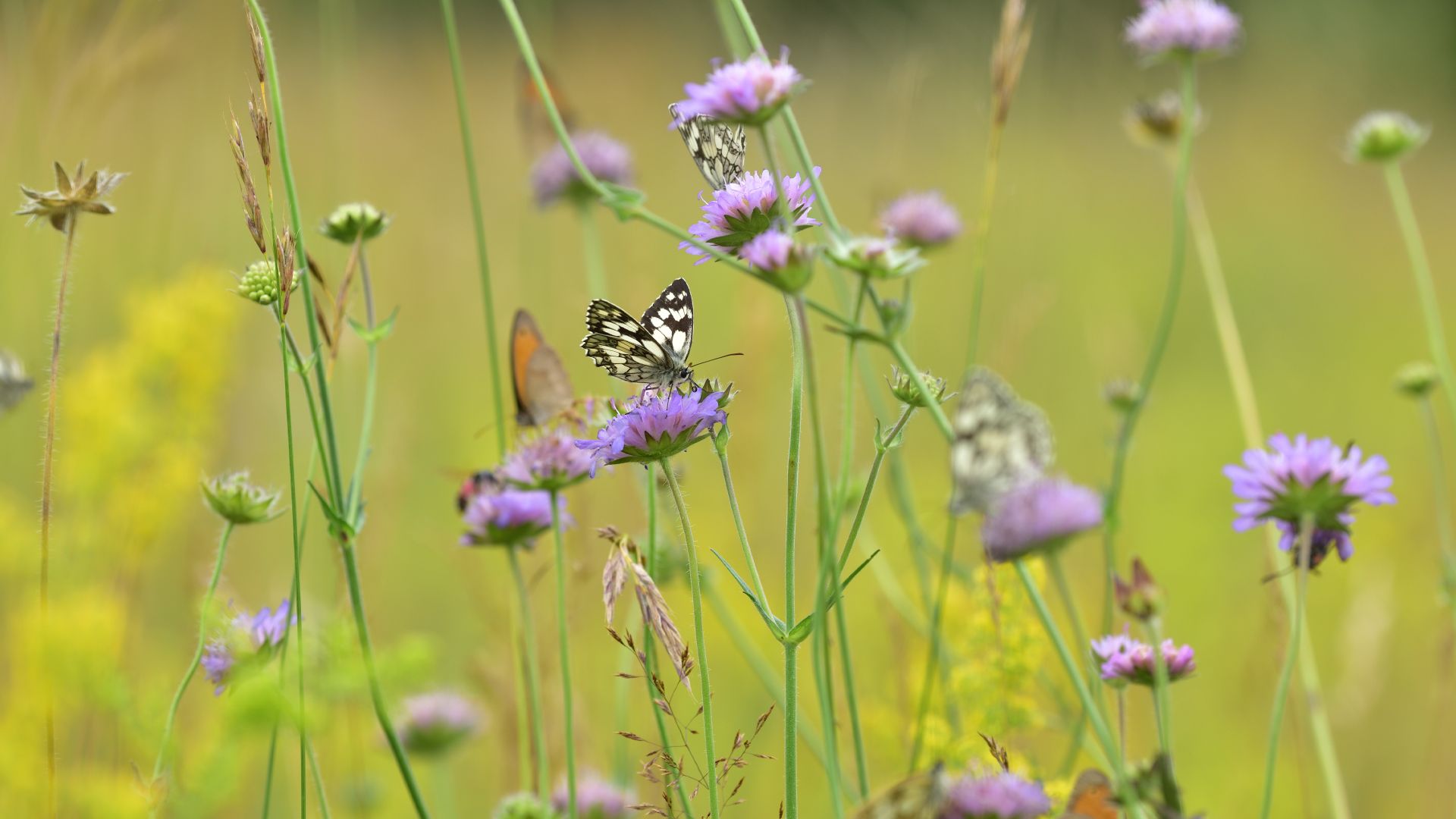 Butterflies in a meadow in Germany