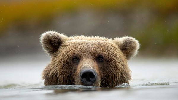 Braunbär am Silver Salmon Creek, Lake Clark National Park and Preserve, Alaska, USA